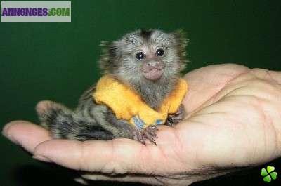 Ouistiti femelle et singe capucin mâle disponible