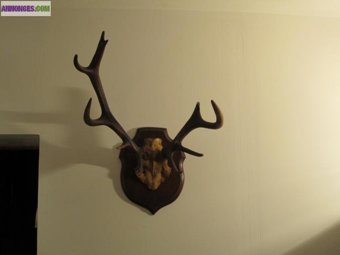 BOIS DE CERF SUR BLASON BOIS