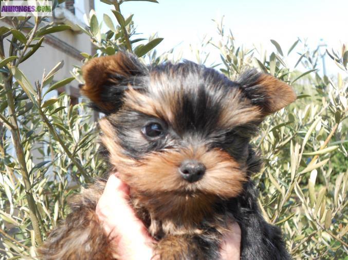 Superbe femelle yorkshire miniature LOF miniature