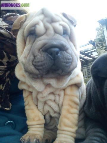 Chiots type sharpei non lof