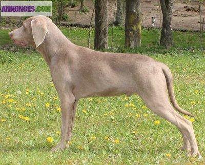 Saillie Braque de Weimar LOF : Etalons Braque de Weimar expérimentés