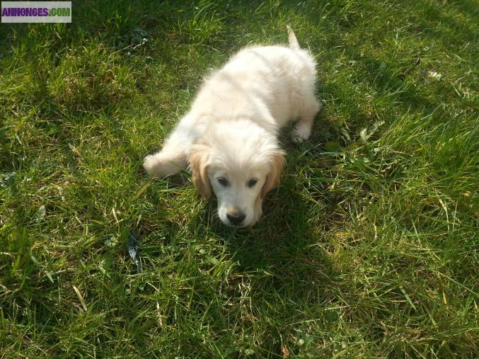 Chiot Golden Retriever LOF