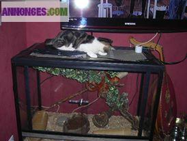 Serpent elaphe guttata+accessoire