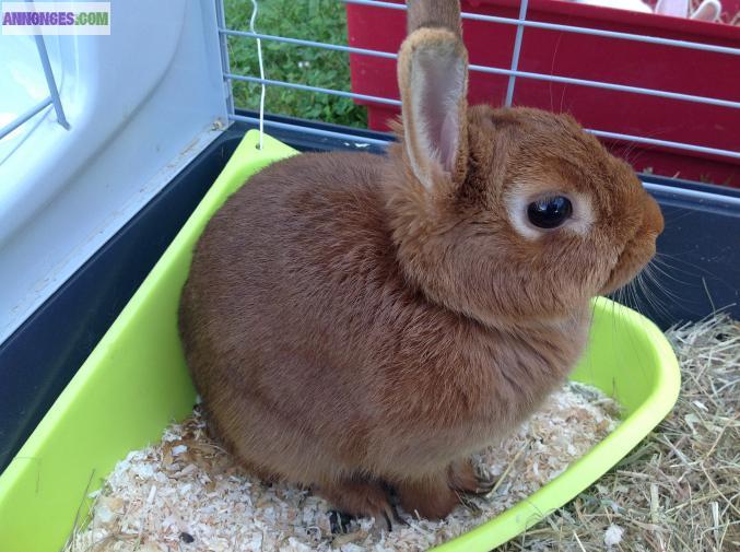 Garde d'animaux (petsitting)