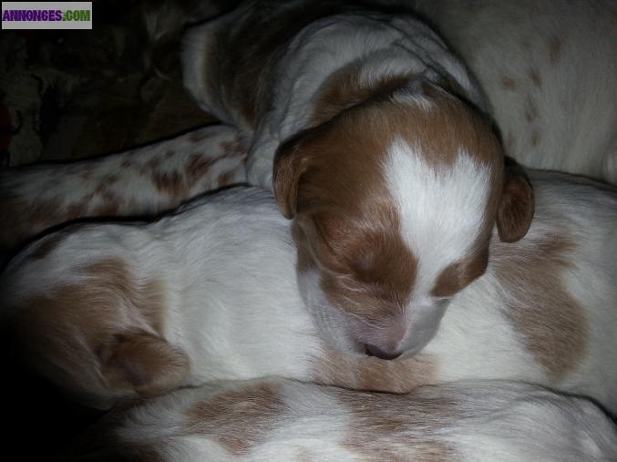 Chiots epagneul breton inscrit lof