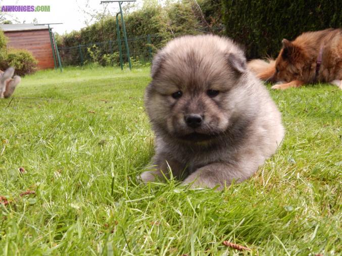 MAGNIFIQUES CHIOTS EURASIERS