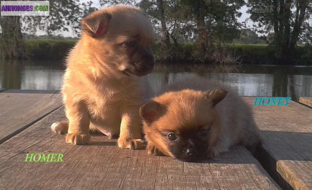         Disponible 2 adorables chiots chihuahua à poils longs
