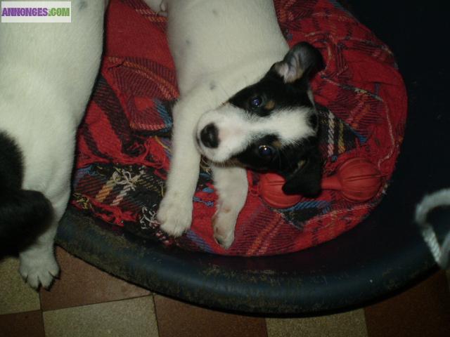 Chiots de type Jack Russel
