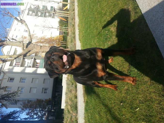 Chien male gros gabarit dispo pour saillie