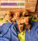 Chiots croisés spitz