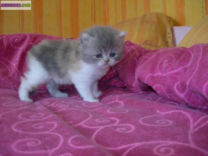 Chatons persans non loof