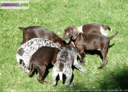 Chiots braque allemand lof a reserver