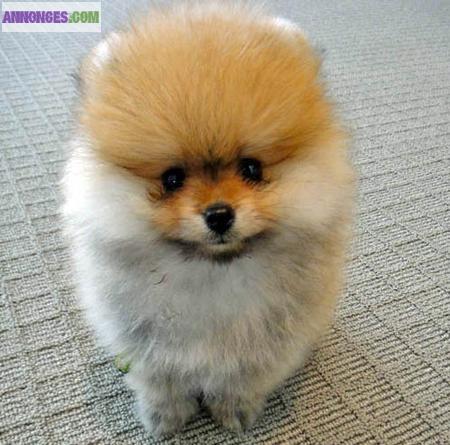 Magnifique chiots  types pomeranian non Lof .