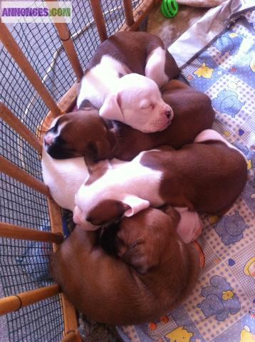 Chiot Boxer NON LOF