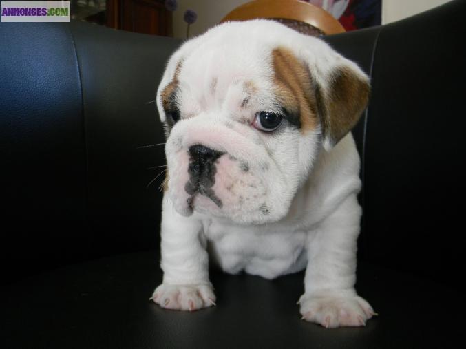 Bulldog Anglais