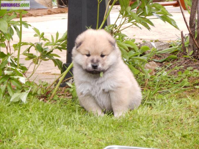 MAGNIFIQUES CHIOTS EURASIERS