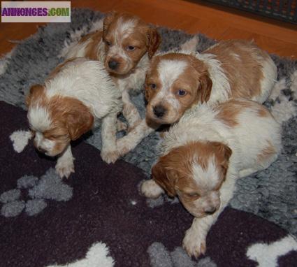 EPAGNEULS BRETONS NON LOF