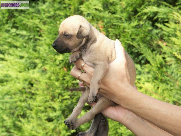 Chiots Petit Levrier Italien, LOF