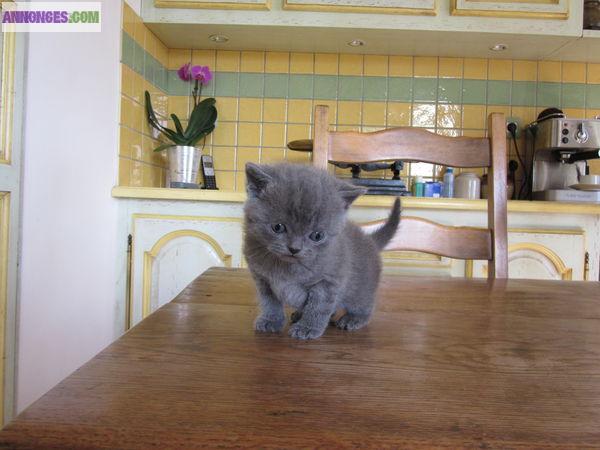 BEBE BRITISH SHORTHAIR A DONNER CONTRE AMOUR