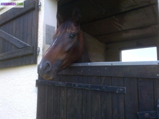 Jument 4 ans