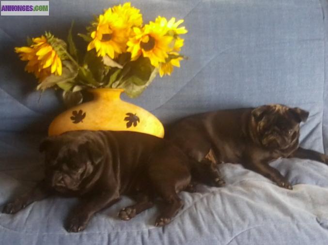 Superbe Male carlin robe noire