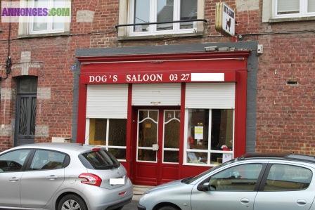 Salon Toilettage potentiel +++