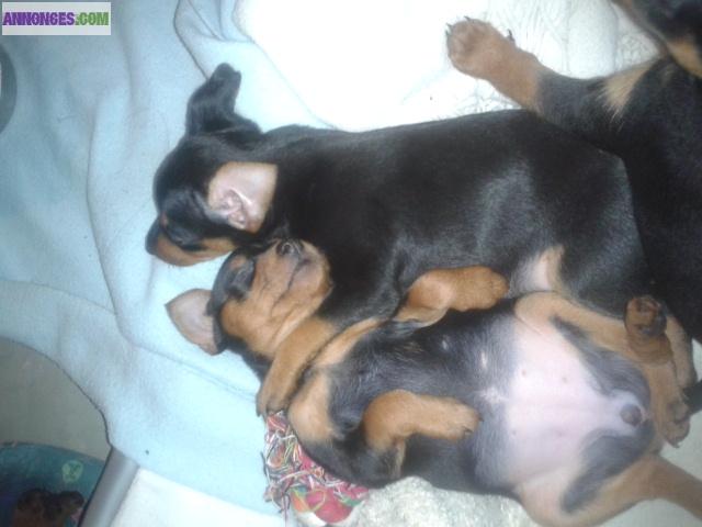 à vender pinscher nain noir et feu non LOF