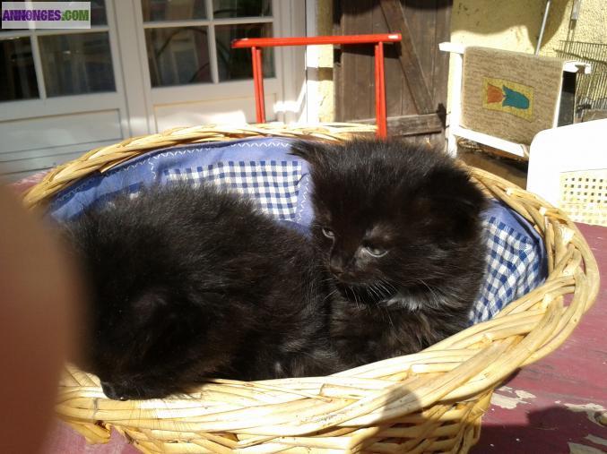 DONNE CHATONS SEMI-ANGORAS