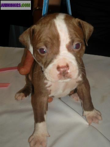 Chiots americain staff rednose pucé  DISPONIBLE DE SUITE