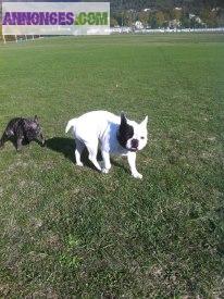 Famille d'accueille pour chiens