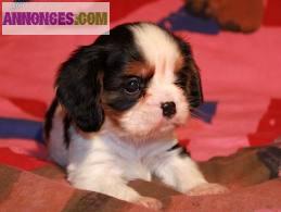 Adorables chiots cavalier à réserver