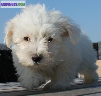 Voici 03 chiots Bichon maltais