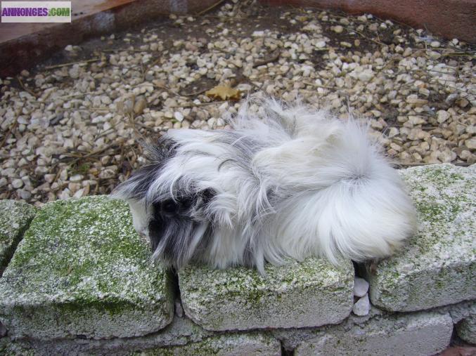 Bébés cochons d'inde