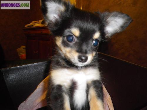 03 Superbes chiots mini chihuahua type poils long