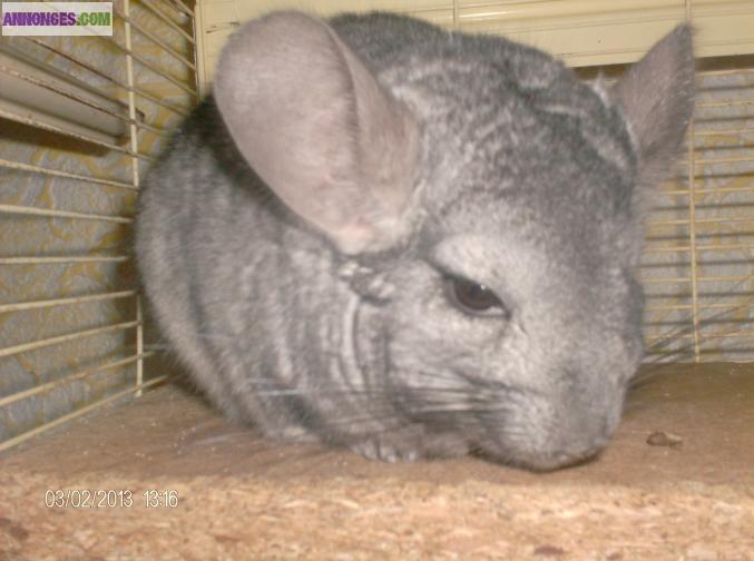 Chinchillas