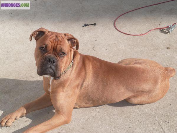  chiot type boxer