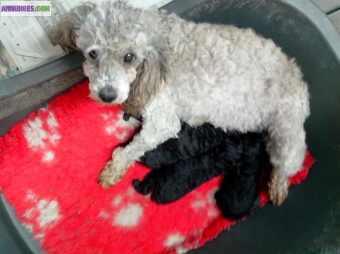 Chiots caniches nains gris lof