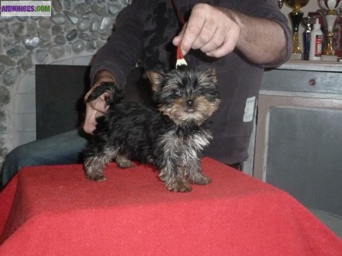 A donner chiot yorkshire terrier