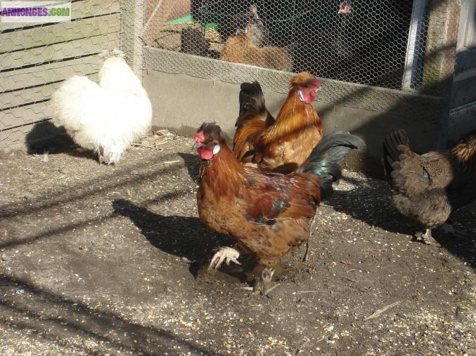 Vends ou echange coqs nains