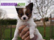Epagneul Nains Continental Papillon non LOF