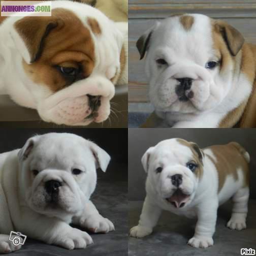 A réserver chiots bulldog anglais