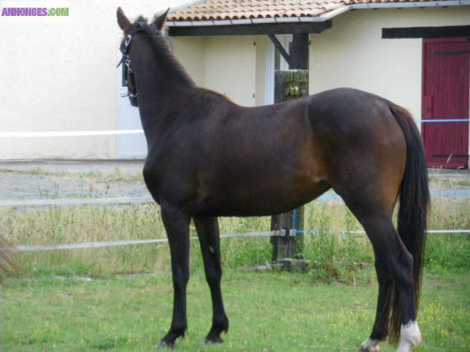 Jument 4 ans