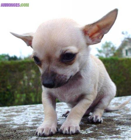 Vends pure race chiot Chihuahua.