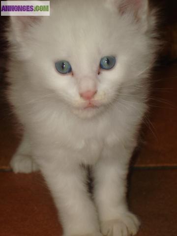 Maine coon mâle blanc a vendre