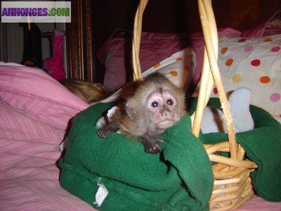 Ouistiti femelle et singe capucin mâle disponible