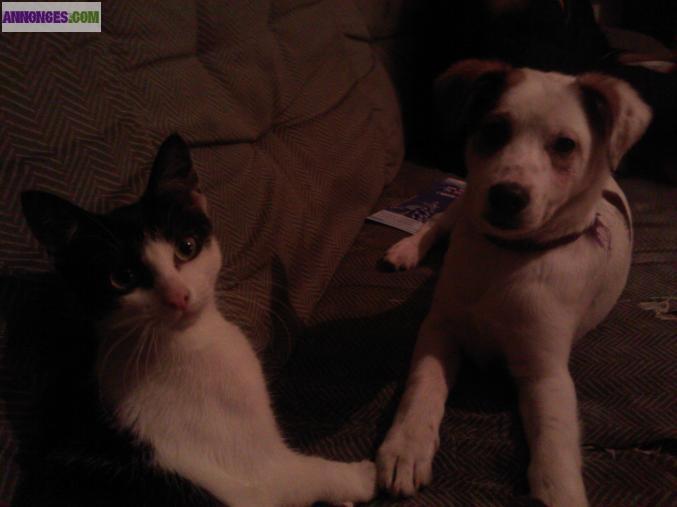 Donne chipie et sakura