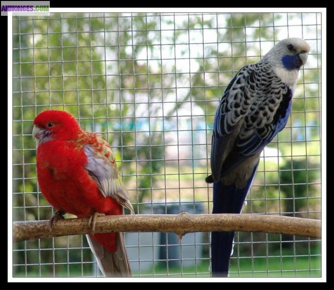 Echange Couple grande Perruches conure Souris reproducteur