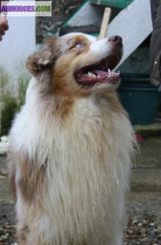 SUPERBE BERGER  AUSTRALIEN DISPONIBLE POUR SAILLIE