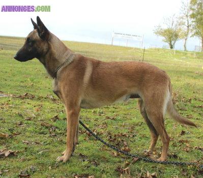 Saillie berger malinois LOF : Etalons