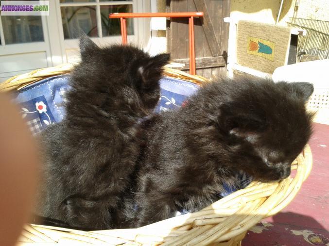 DONNE CHATONS SEMI-ANGORAS